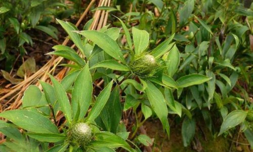 角质薄能用药水点斑吗网 - 角质层薄擦药能好吗,角质层薄能用去角质的吗